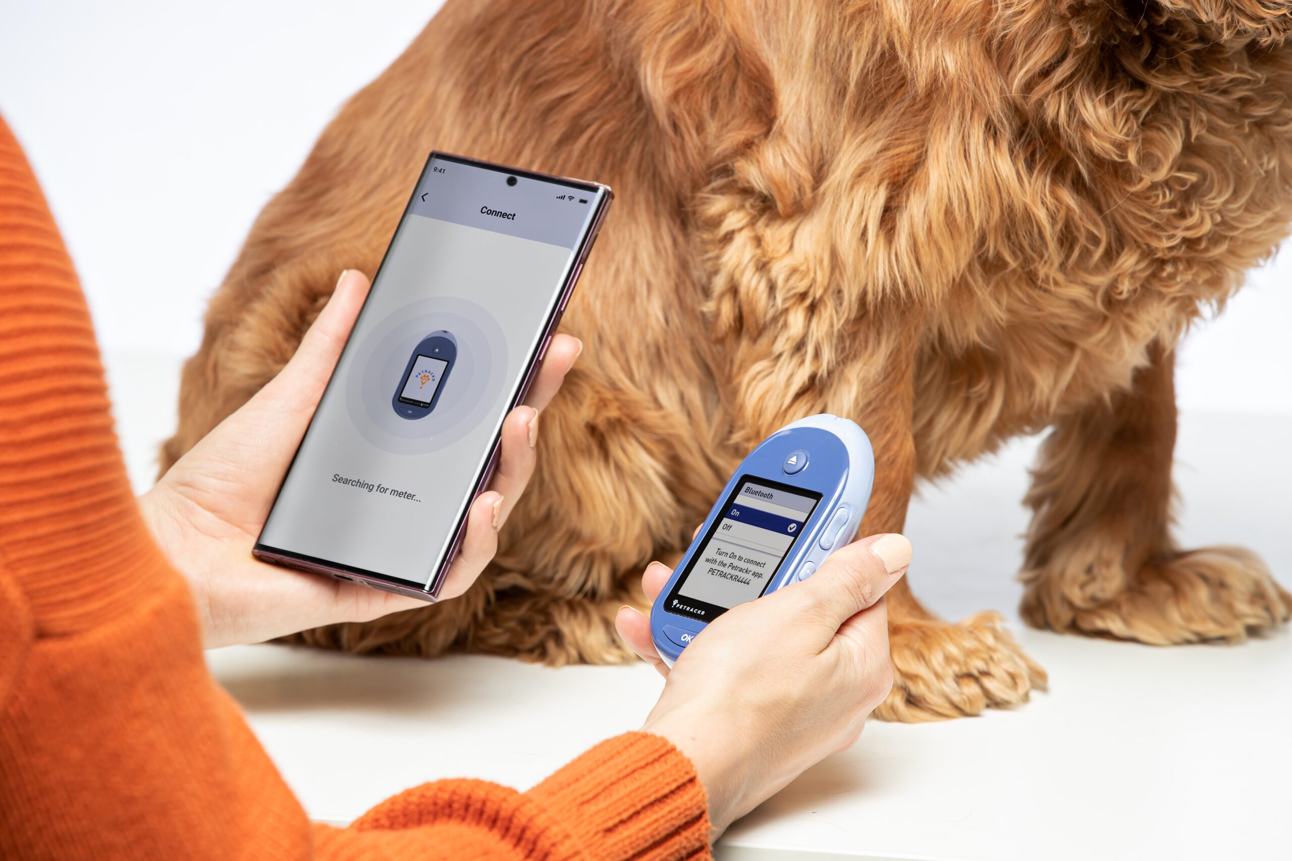 Why it is important to monitor blood glucose levels daily in cats and dogs?